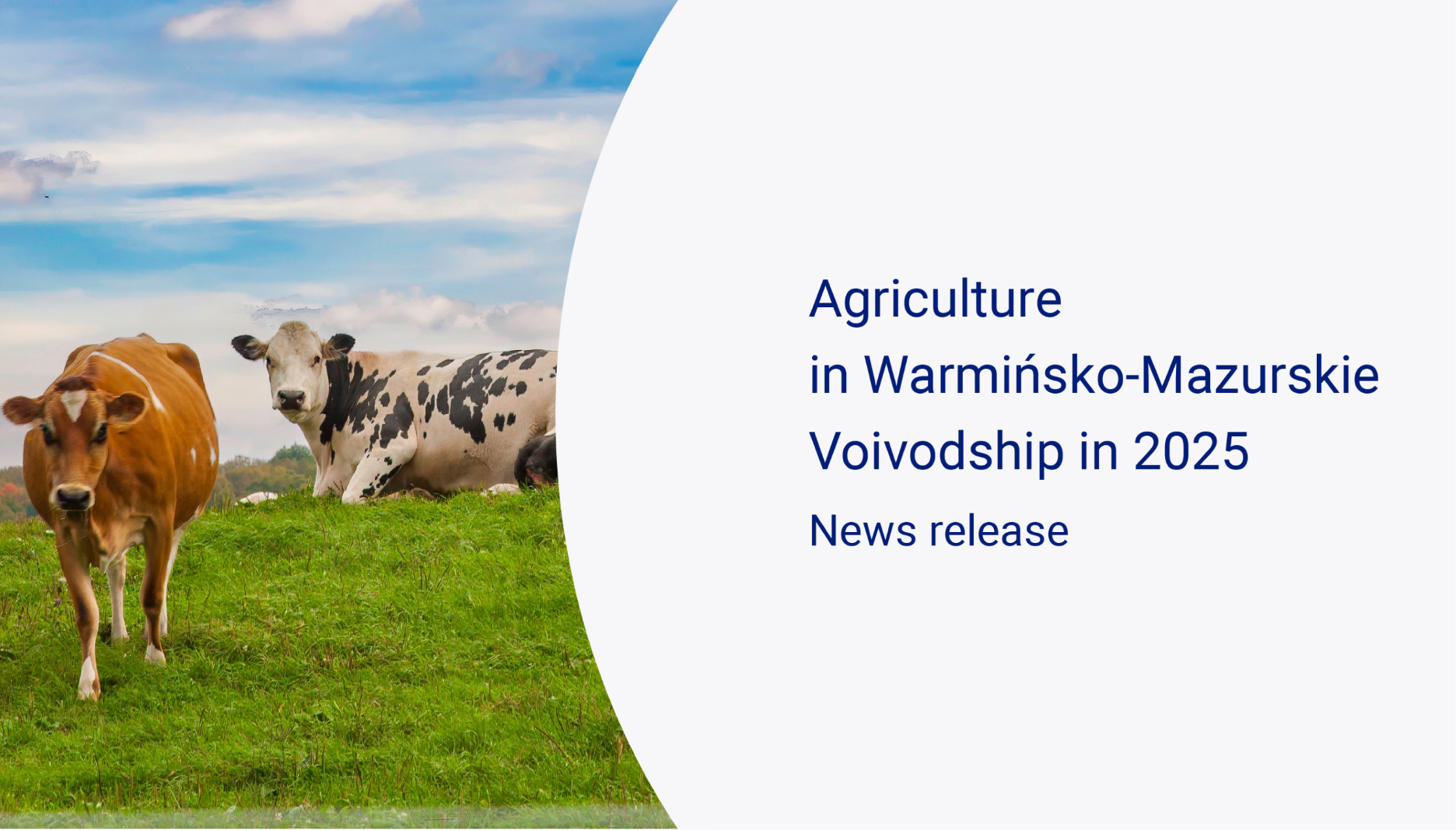 A slide whit a herd of cows on a green meadow under a blue, cloudy sky, publication Agriculture in Warmińsko-Mazurskie Voivodship in 2025
