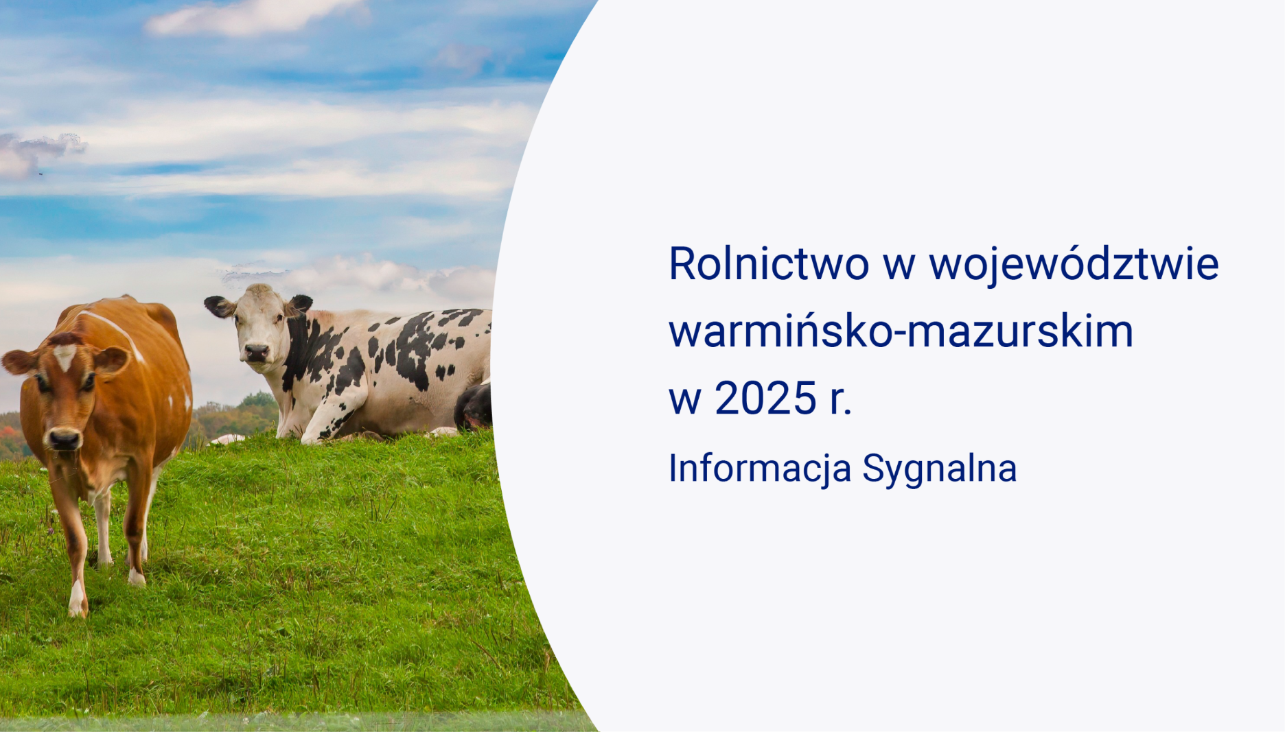 Slajd ze Stadem krów na zielonej łące pod błękitnym, zachmurzonym niebem, publikacja Rolnictwo w województwie warmińsko-mazurskim w 2025 r.