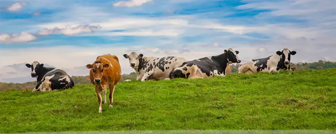 A herd of cows on a green meadow under a blue, cloudy sky
